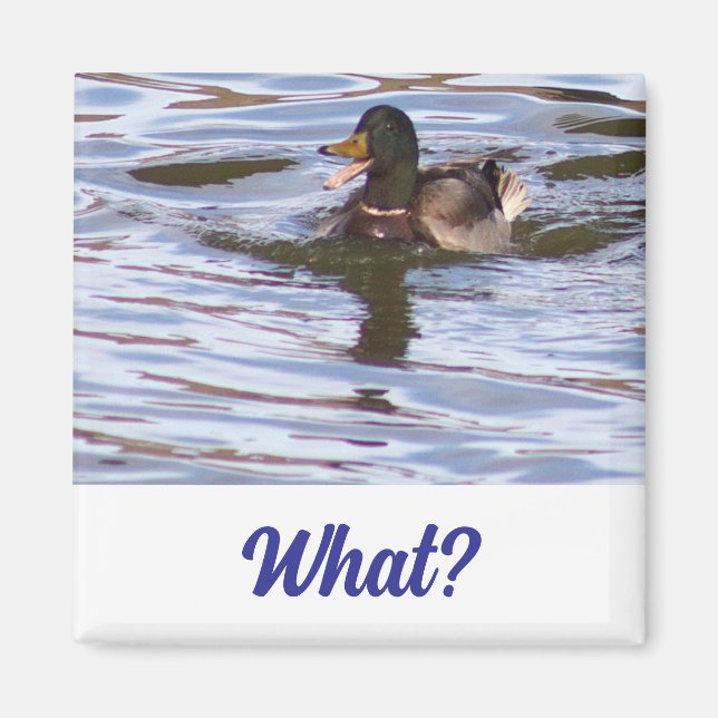 Íman Magneto de Pato bobo Mallard (Frente)