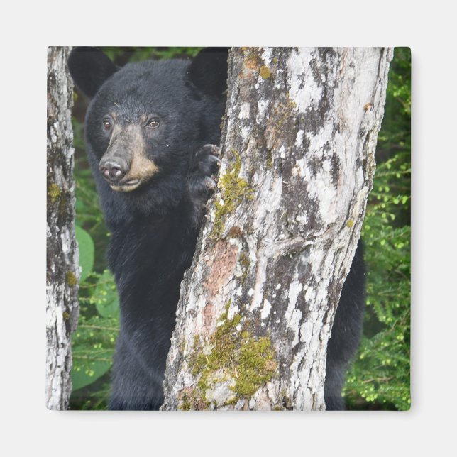 Íman Magneto de Urso Negro (Frente)