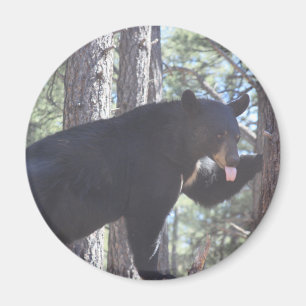 Íman Magneto de Urso Preto