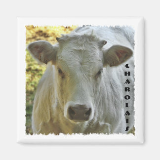 Íman Magneto de vaca Charolais
