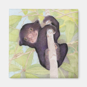 Íman Magneto do Cubo do Urso Sol