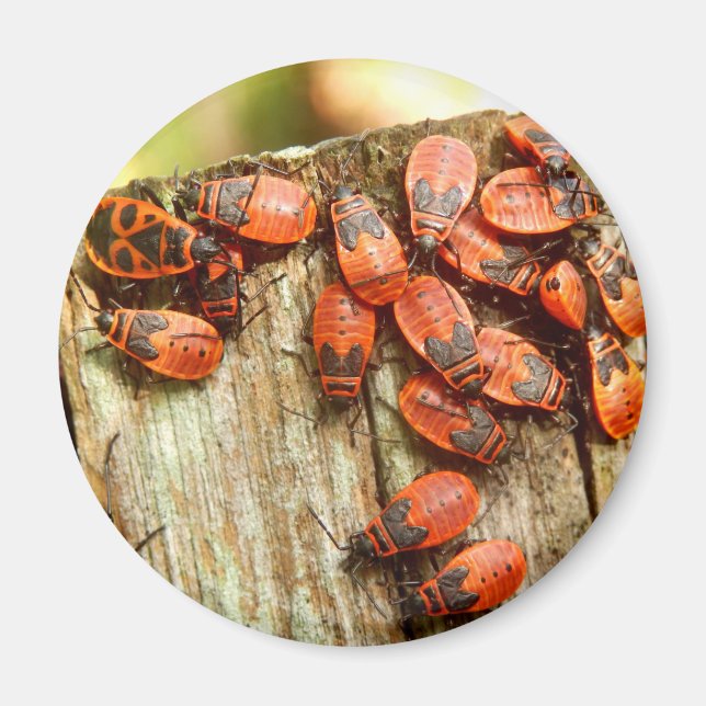 Íman Magneto Firebugs (Frente)