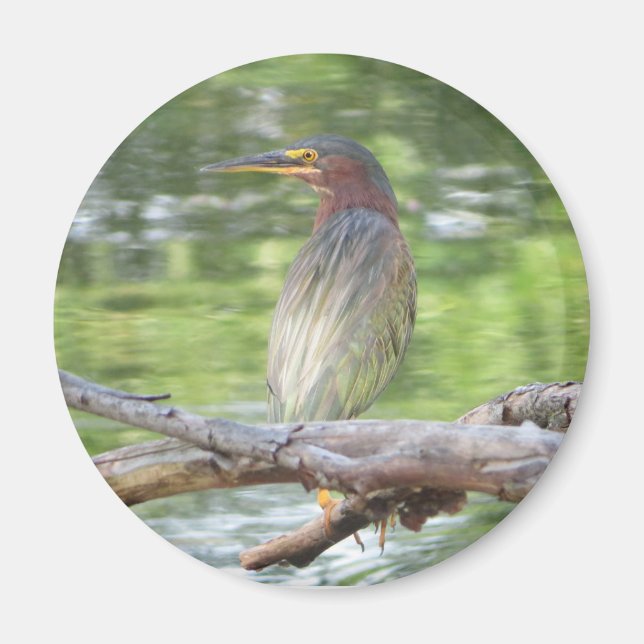 Íman Magneto Green Heron (Frente)