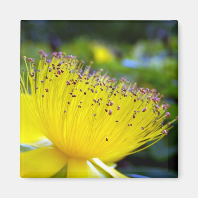 Íman Magneto Hypericum calcyinum (Frente)