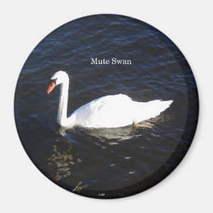 Íman Magneto Mute Swan