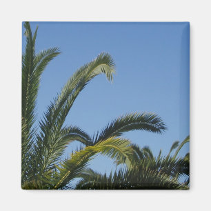 Íman Magneto Palm Tree