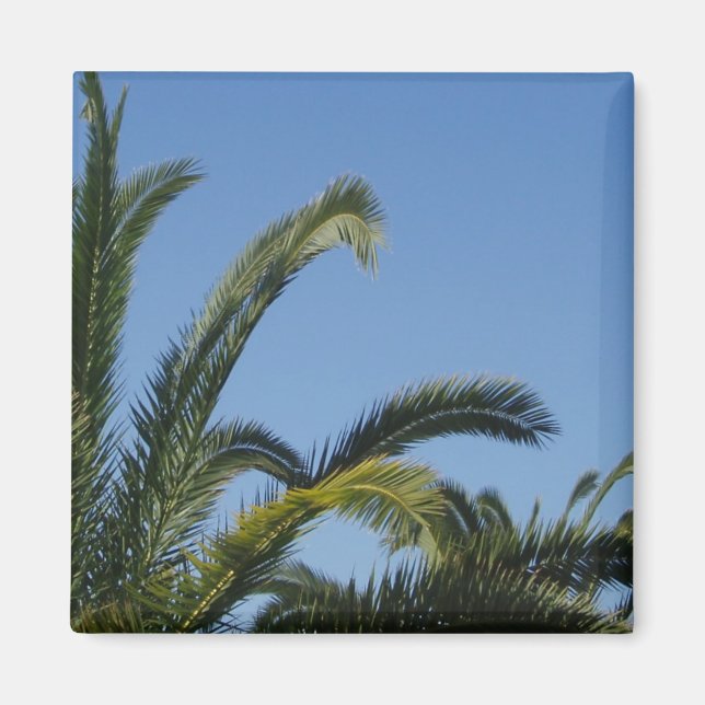 Íman Magneto Palm Tree (Frente)