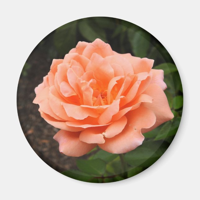 Íman Magneto Rosa Apricot (Frente)
