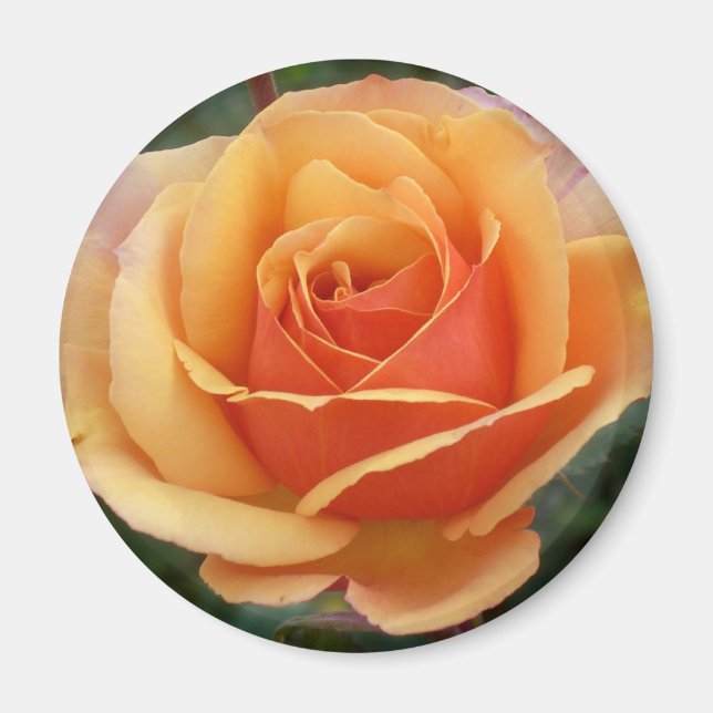 Íman Magneto Rosa Apricot (Frente)