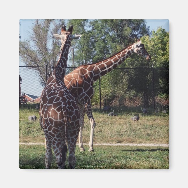 Íman Magnetos de Girafas Reticuladas (Frente)