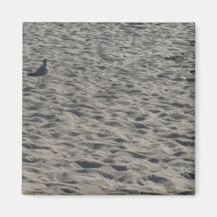 Íman Magnetos De Seagull