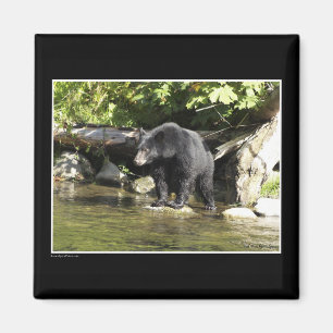 Íman Magnetos de Urso Negro