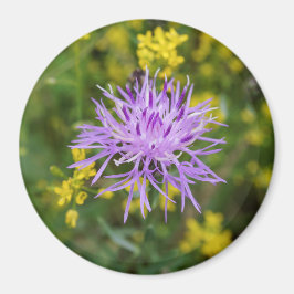 Íman Magnetos redondos de flores silvestres roxas rapta