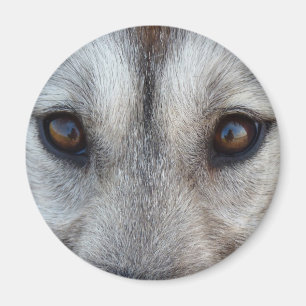 Íman MagnetSled Dog Wolf Magnet / Gift Rouco Fridge
