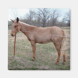 Íman Magnífico Mule!