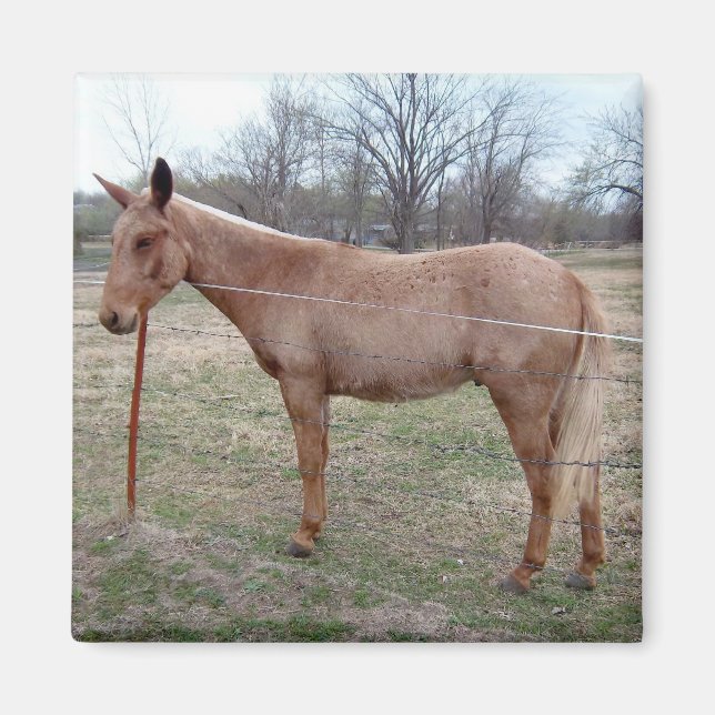 Íman Magnífico Mule! (Frente)