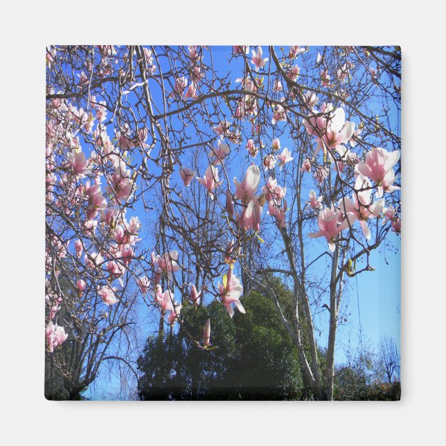 Íman Magnolia...... (Frente)