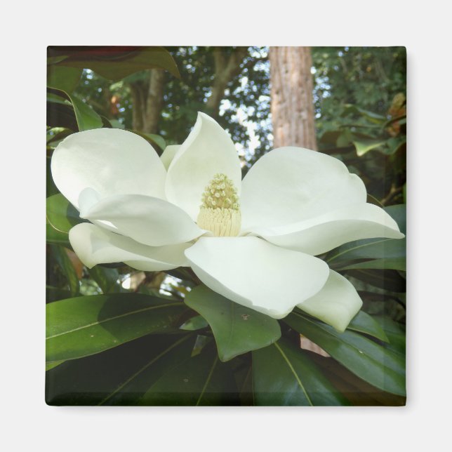 Íman Magnolia Grandiflora Magnet (Frente)
