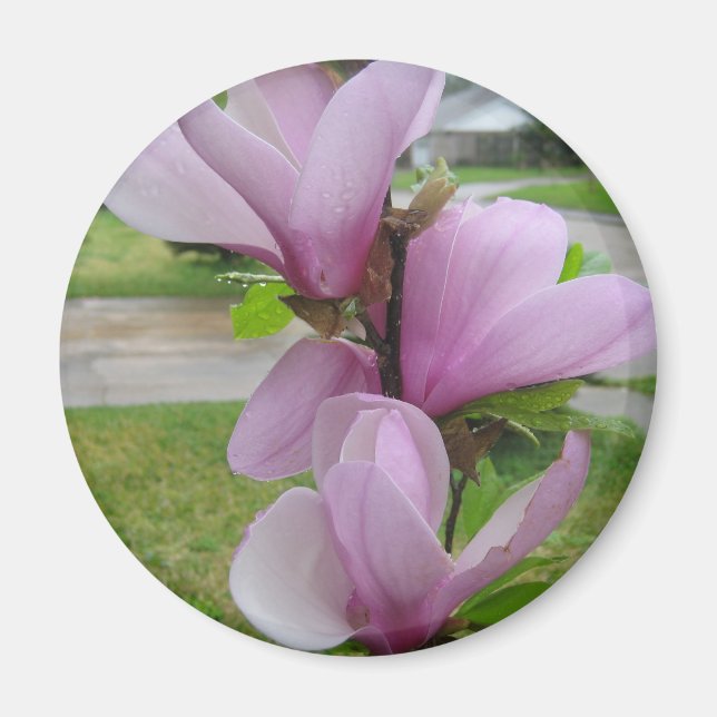 Íman Magnolia Japonesa (Frente)