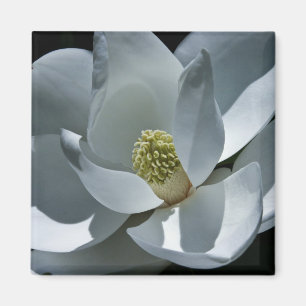 Íman Magnolia - Magneta