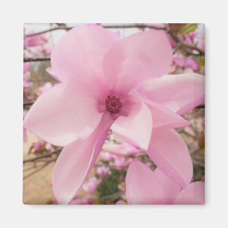 Íman Magnolia Rosa Flor Magnética Magnética