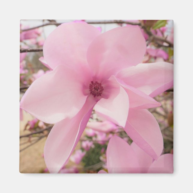Íman Magnolia Rosa Flor Magnética Magnética (Frente)