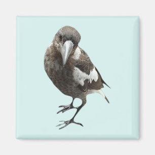 Íman Magpie