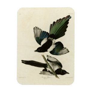 Íman Magpie Americano das Aves da América de Audubon