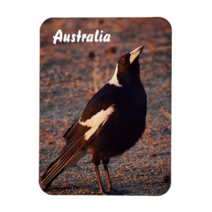 Íman Magpie australiano