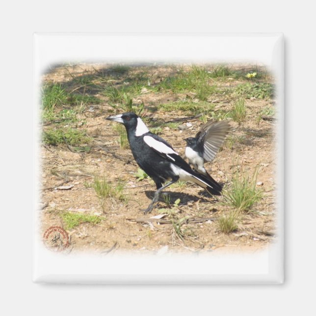 Íman Magpie australiano sendo mobilizado por Willie Wag (Frente)