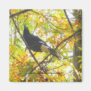 Íman Magpie do outono - ímã