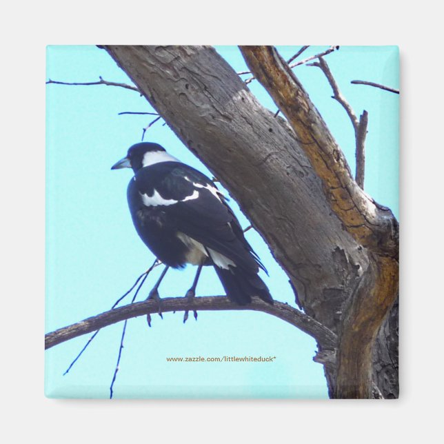 Íman Magpie em uma ramificação - Magnet (Frente)