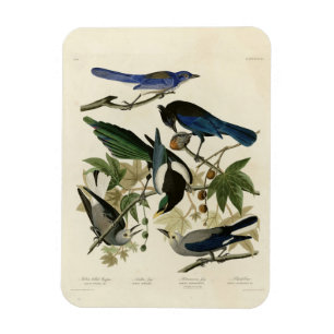 Íman Magpie Jays & Nutcracker Audubon Birds da América