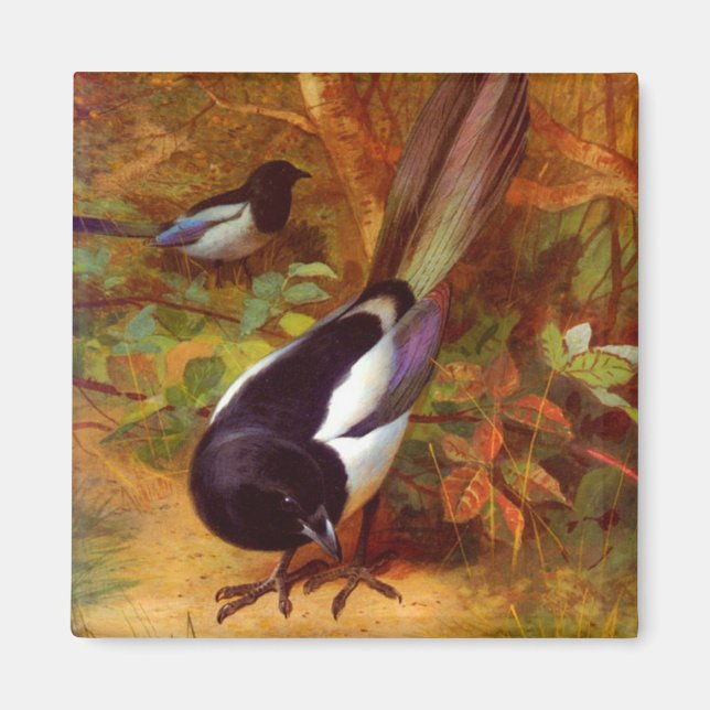 Íman Magpies (Frente)