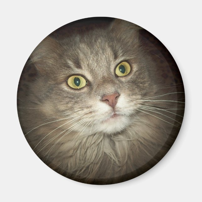 Íman Maine Coon (Frente)