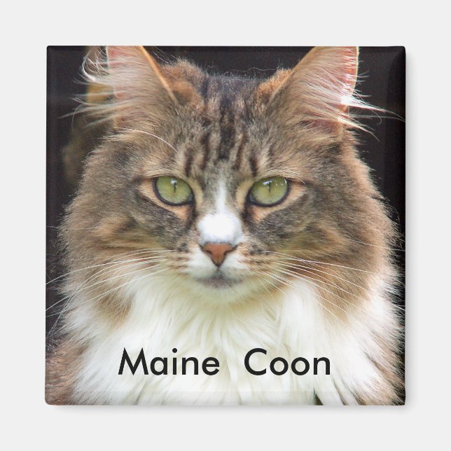 Íman Maine Coon (Frente)