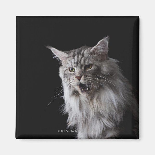 Íman Maine Coon cat 2 (Frente)