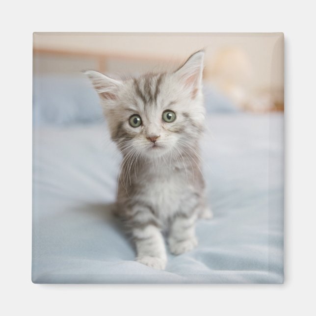 Íman Maine Coon Kitten (Frente)