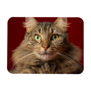 Íman Maine Coon para o Natal com colecionador