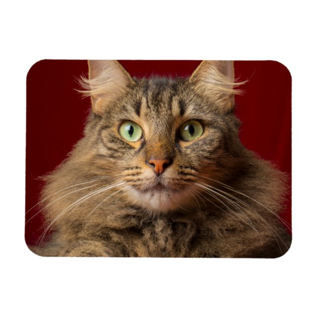 Íman Maine Coon para o Natal com colecionador (Horizontal)