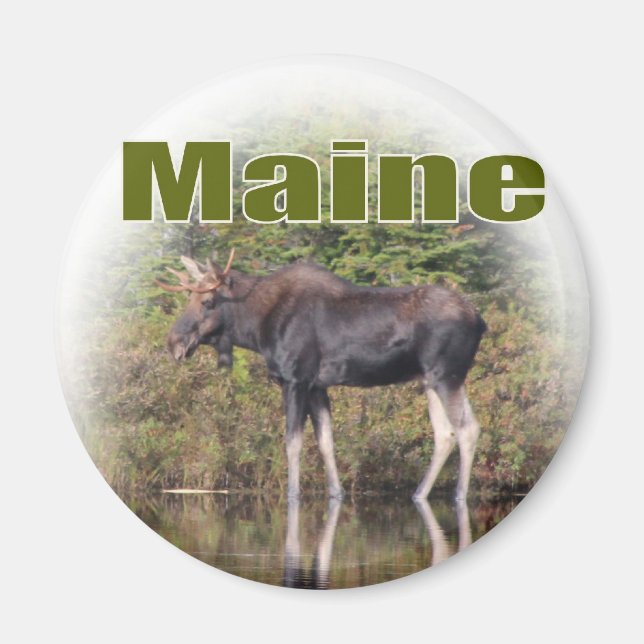 Íman Maine Moose (Frente)