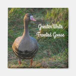 Íman Maior ganso de peito branco