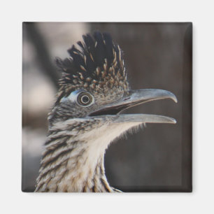 Íman Maior ímã do Roadrunner