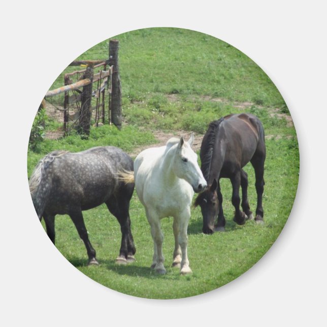 Íman Mais cavalos! (Frente)