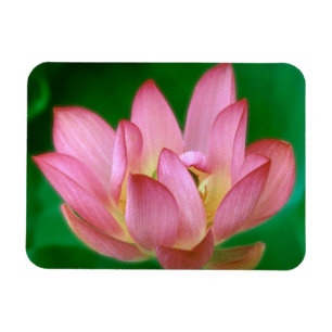 Íman Mais do que um Dream Magnet