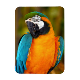Íman Majestpoderá Macaw