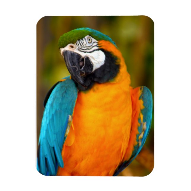 Íman Majestpoderá Macaw (Vertical)