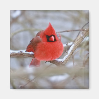 Íman Make_Cardinal_Magnet