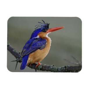 Íman Malachite Kingfisher, Alcedo cristata, lago