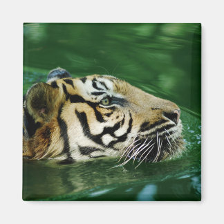 Íman Malaio Tiger Nadando Capa